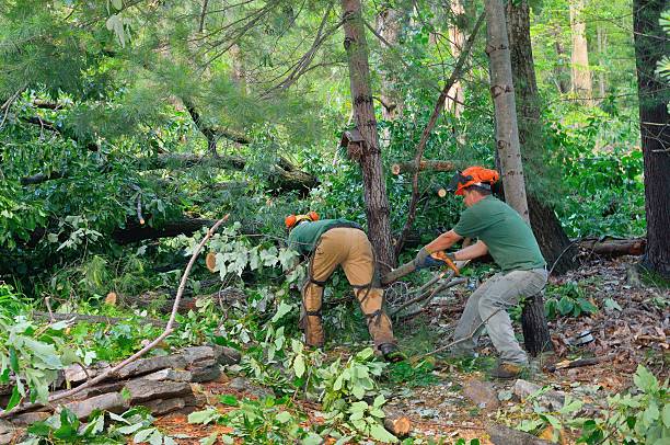 Best Affordable Tree Service  in Wingdale, NY